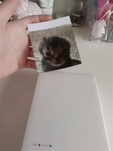 Mini Cat Printer: Adorable and Hilarious Moments