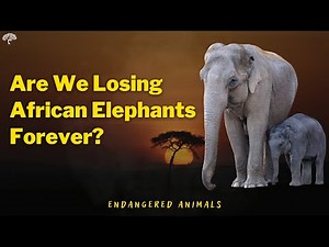 Are We Losing African Elephants Forever? | Endangered Animals