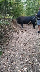 767K views · 975 reactions | Animal Planet TV on Reels | Facebook