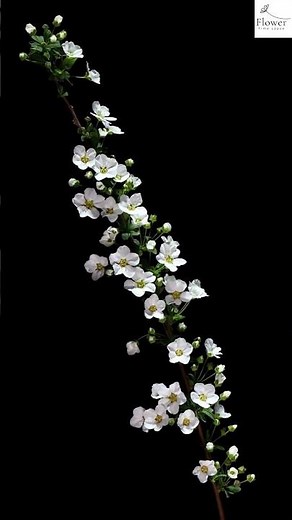 [ Time Lapse ] Watch Thunberg Spirea BLOOM in Fast Motion! 4k #timelapse #beautiful #nature