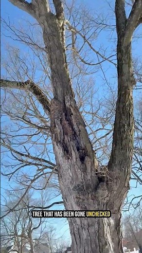 Unchecked Canker on Maple: When It Becomes Structurally Dangerous