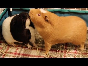 Guinea pigs fight over who can raise their nose higher
