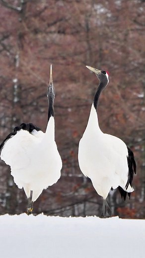 The crane cries in the deep marshes, and its voice is heard in the heavens.Red-crowned Crane.#crane #redcrownedcrane | Birds of nature