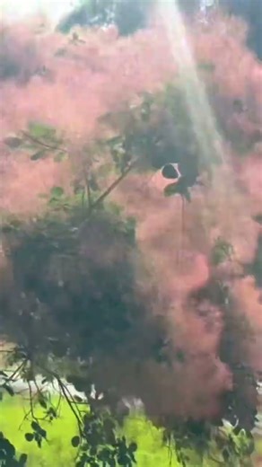 Cotton Candy American Smoke Tree