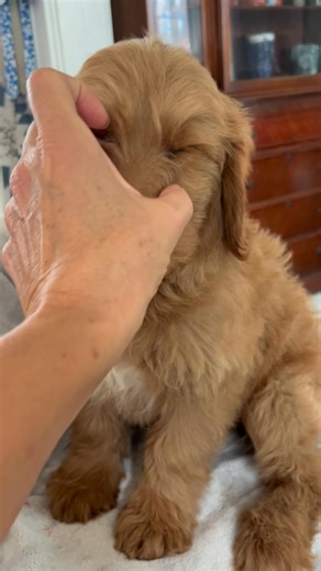 Bingo!!! | Adirondack Labradoodles