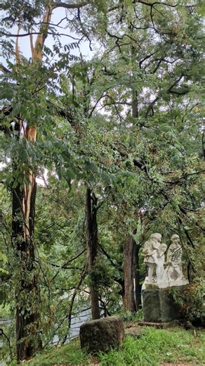 Daiou Wasabi Farm in Azumino, Nagano: The Lightning-Struck Tree