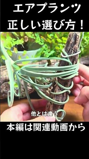 More Important Than Ease of Care! How to Choose Air Plants! #shorts #Tillandsia #Houseplants #Air...