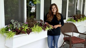 84K views · 2.7K reactions | Shade Window Box Arrangement  | Garden Answer | Facebook