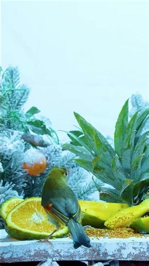 Cat TV Fast Flying Birds Action 🐦 4K Nature #cattvbirds #cattv #catvideo