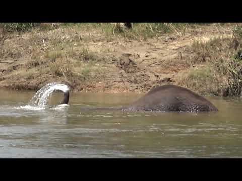 African Elephant (Loxodonta africana) swimming in the Crocodile river