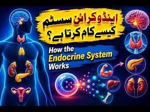 How the Endocrine System Works | Complete Hormone, & Endocrine System Explained