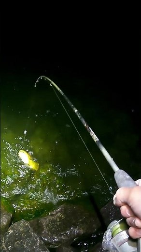 Catching a big lesser Catfish