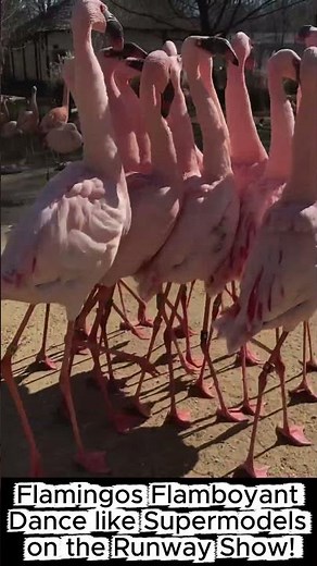 Flamingos doing the Ballet Dance: Even Supermodels Can't Beat It!