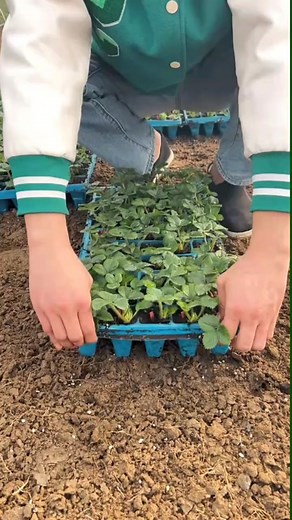 Planting Strawberry Seedlings: A Step-by-Step Guide