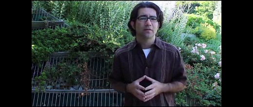 How to Properly Remove Dog-Strangling Vine - Toronto Botanical Garden