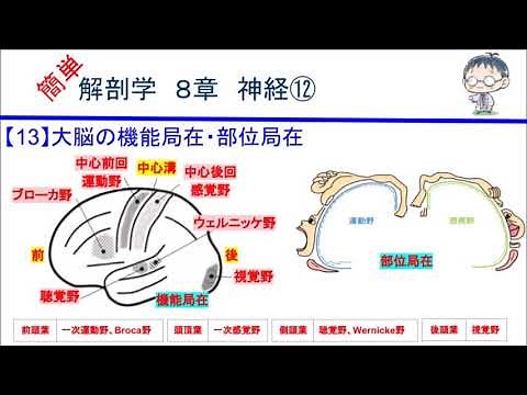 簡単解剖学 ８章 神経⑫(大脳の機能局在・部位局在)
