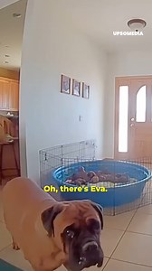 4.8K views · 102 reactions | The #technology achieves impressive feats, like this man who got his dog to feed her #puppies by talking to her through a camera.  | The Kiwi | Facebook