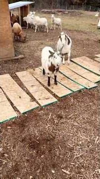 What animals can share a paddock? #homesteading #pigs #goats ￼