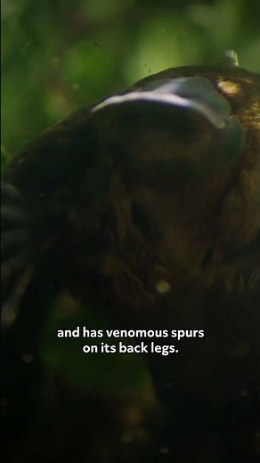 Meet the Platypus