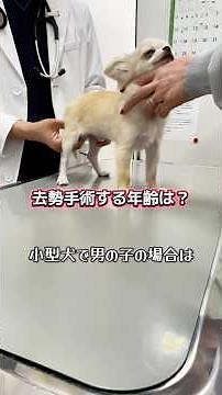 ペットショップで売れ残ったチワワ！初めての動物病院で獣医さんから 去勢手術の大切さを学びました #チワワ #動物病院#去勢手術