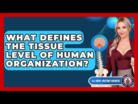 What Defines The Tissue Level Of Human Organization? - All About Anatomy Answers