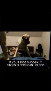 If your dog suddenly stops sleeping in his bed...
