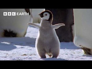 Best Penguin Moments | BBC Earth
