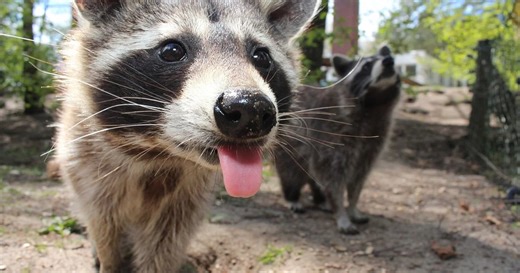 Ocho datos curiosos sobre los mapaches, el animal que tomó a las redes sociales por sorpresa