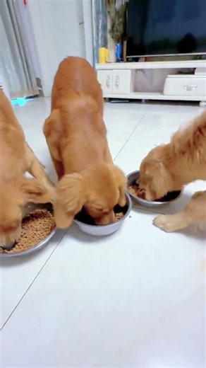 The little golden retriever is ready for dinner. Popular. Cute pet debut plan. Dog. Golden retri