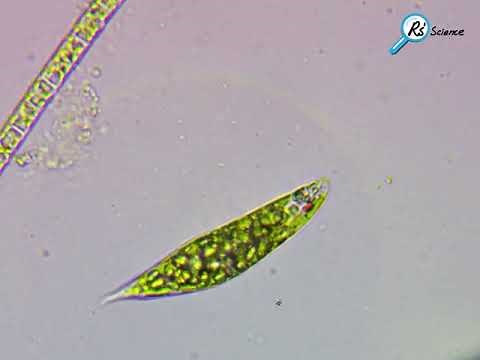 Euglena structure