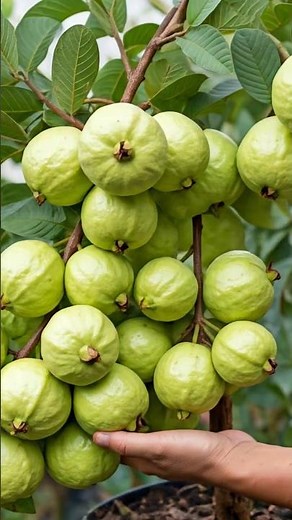 Guava Gardening 101: Soil, Care, and Pest Control for Home Growers