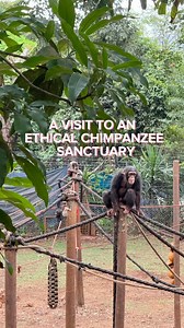 Tacugama Chimp Sanctuary in Sierra Leone #chimpanzee #wildlife #sierraleone #salone #sanctuary #wildlife #chimps | Binny's Food and Travel Diaries | Facebook