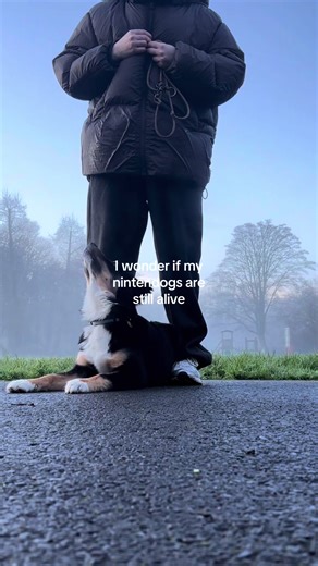 Training Tips for Your Nintendogs