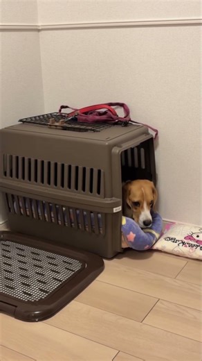 急にクレートに入ってみたくなったビーグル犬がかわいい🩷 #beaglecrew #beagle #ビーグル #癒し #cute #可愛い #愛犬 #かわいい