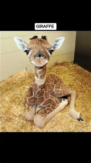 30 Minutes: How Long Giraffes Actually Sleep #animals #shorts #mindblown
