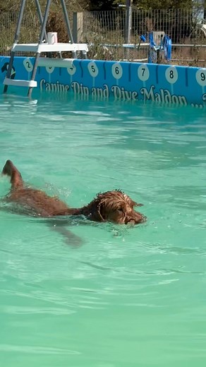 Cockapoo Willow wasn’t sure of swimming at first but then learnt it was safe and loved her swim 🎾🐾💦💕🇬🇧 | Canine Dip and Dive Maldon