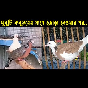 480K views · 11K reactions | বন্য ঘুঘুটি কবুতরের সাথে জোড়া নিয়েছে...