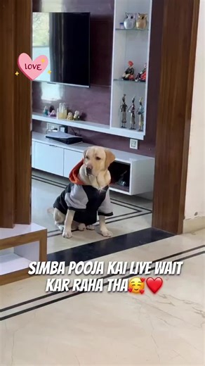 simba Pooja k liye wait karraha tha