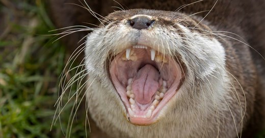 Otter Teeth: Everything You Need to Know