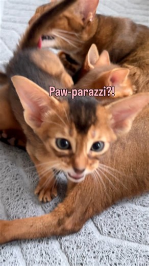 501K views · 24K reactions | Back by popular demand - another short...