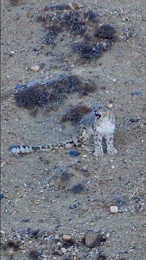 Snow Leopard Mating Call Caught on Camera 🐆