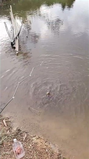 Master the Best Automatic Fishing Gear Real Outdoor Fishing Skills