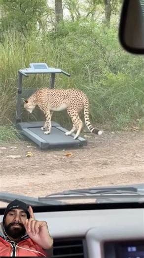 Chetah Running nonstop so funny #viralreel