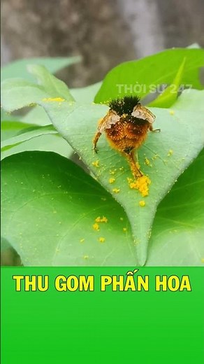 This is how he collects pollen.
