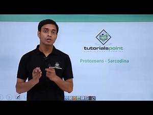 Class 11th – Protozoans – Sarcodina | Biological Classification | Tutorials Point