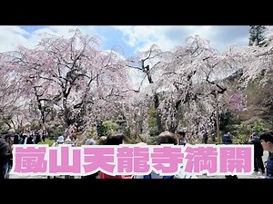 The cherry blossoms at Tenryu-ji in Arashiyama, Kyoto are at their best!