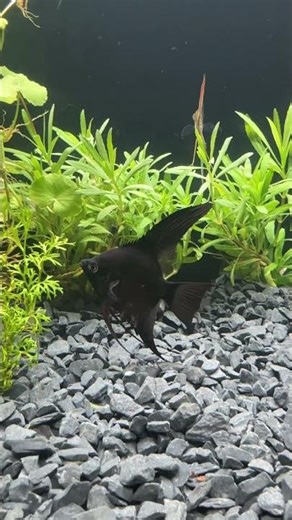 Black Velvet | Angel Fish Series #11