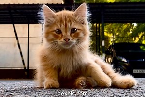 Cat Meowing Videos, Download The BEST Free 4k Stock Video Footage & Cat Meowing HD Video Clips