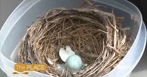 What should you do if you find a baby bird?