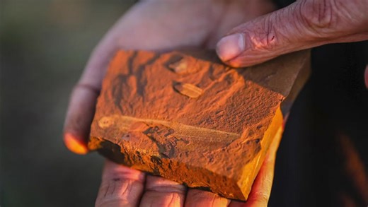 A trove of exceptional fossils in NSW Australia
